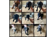 Cachorros APBT en Hartford