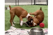 AKC registered Boxer Puppies