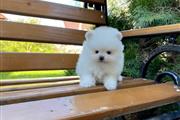 $350 : POMERANIAN PUPPIES FOR SALE thumbnail