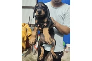 $500 : Doberman thumbnail