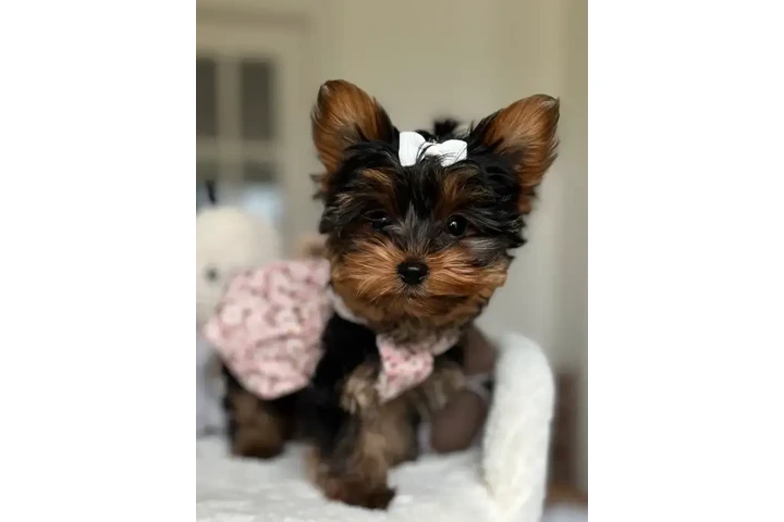 $999 : Yorkie and Morkie puppies image 1