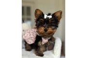 Yorkie and Morkie puppies en Los Angeles