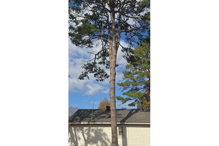 Francisco Tree Services image 4