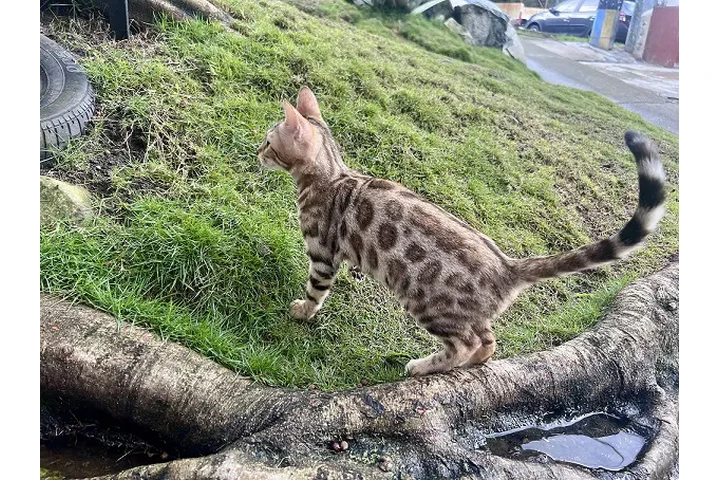 $2800000 : Gatos En Medellín Bengali image 2