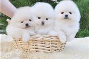 Super Pomeranian Puppies en Kings County