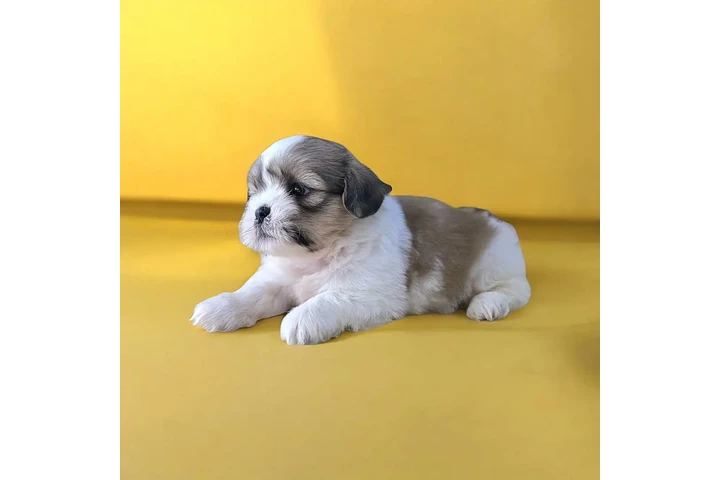 $350 : Shih Tzu taza de té image 3