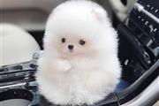 $350 : Pomeranian AcK thumbnail