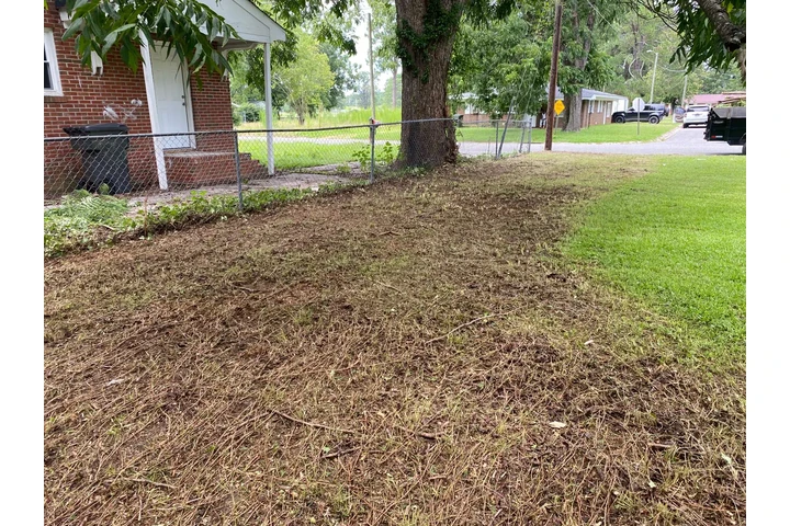 Professional Tree services image 3