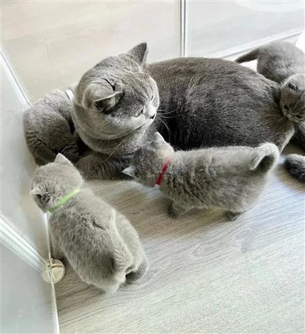 $310 : Cute British Shorthair Kittens image 1