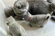 Cute British Shorthair Kittens en Kingston