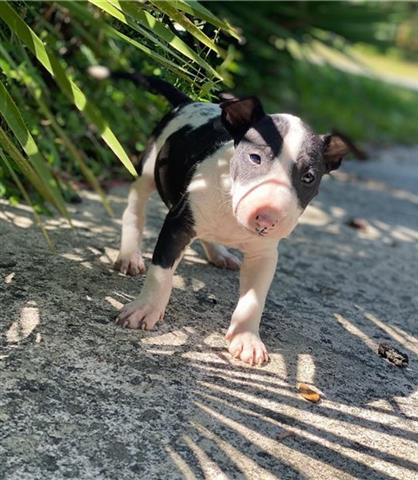$700 : Bull terrier puppy for sale image 2