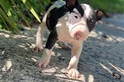 $500 : Bull terrier puppy for sale thumbnail