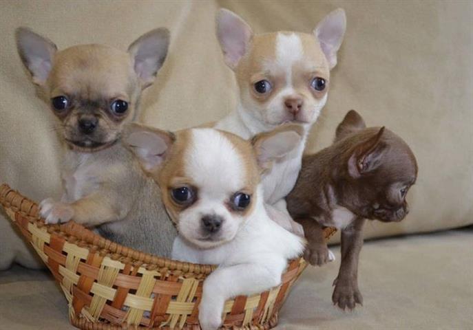 $400 : Chihuahua puppies image 4