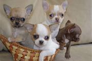 $400 : Chihuahua puppies thumbnail