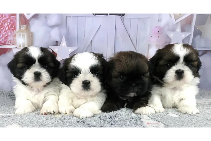 $350 : cachorros Shih Tzu image 1