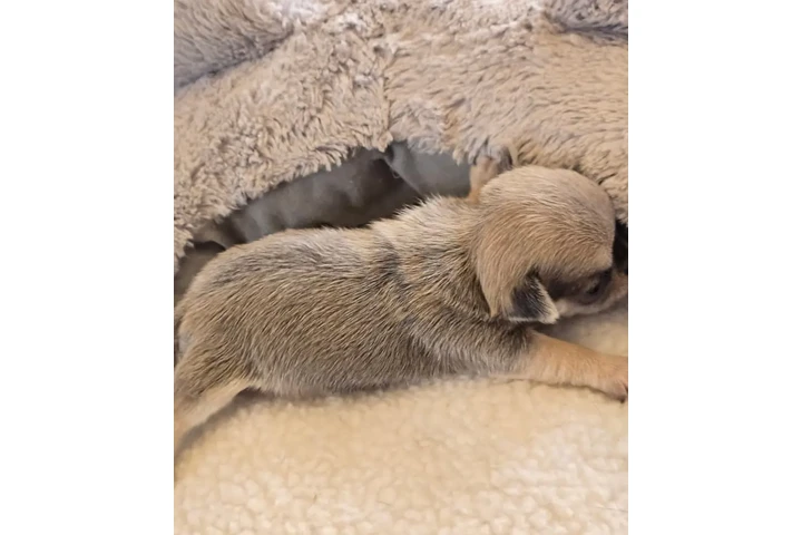 $350 : chihuahua en venta image 2
