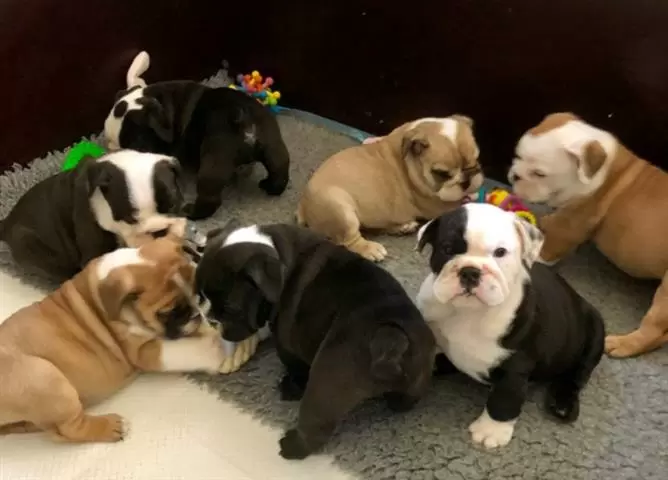 $100 : nice10wks  E.bulldogs 4u ready image 2