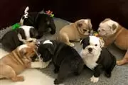 $100 : nice10wks  E.bulldogs 4u ready thumbnail