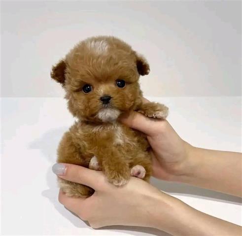 $400 : Teacup poodle puppies image 4