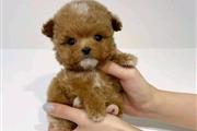 $400 : Teacup poodle puppies thumbnail