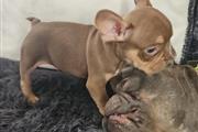 Adorable french bulldog thumbnail