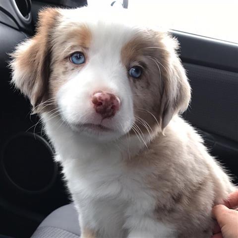 $500 : Miniature Australian Shepherd image 1