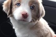 $500 : Miniature Australian Shepherd thumbnail