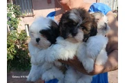 Shitzu  Puppies en Los Angeles