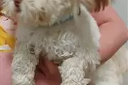 $450 : Male Yorkie Puppies. thumbnail