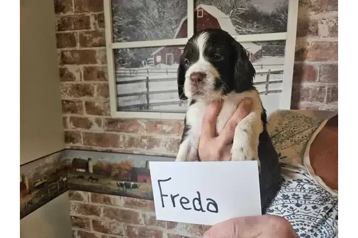 $900 : Adorable English Springer Span image 5