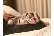Cachorros Bulldog Inglés en Detroit