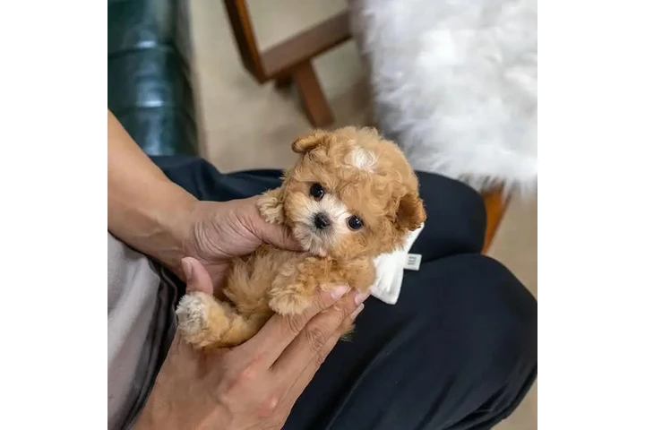 $350 : adorable Maltipoo image 2