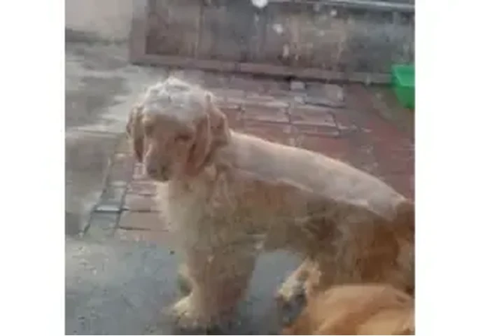 $500 : Cocker Spaniel pure image 1