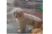 Cocker Spaniel pure en Los Angeles