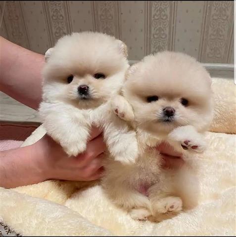 $350 : Pomeranian puppies image 6