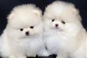 $500 : Cachorros de Pomerania thumbnail