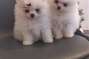 AKC Reg Pom Puppies Available. thumbnail