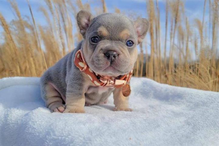$550 : Cute French Bulldog Puppies image 3