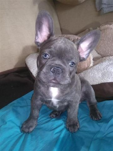 $410 : Grey Friendly Frenchie image 1