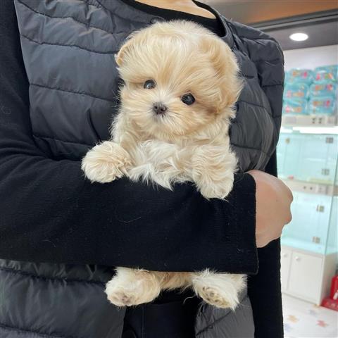 $350 : MALTIPOO EN VENTA image 1