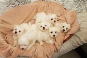 adorable Maltese Puppies . en Kansas City
