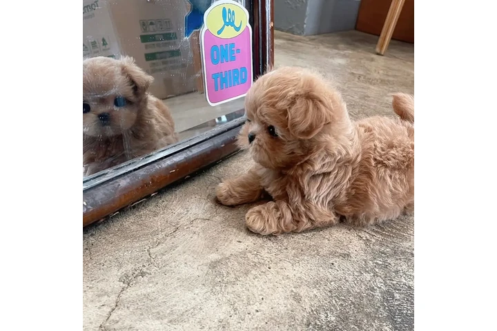 $350 : taza de té maltipoo cachorros image 4