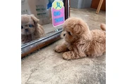 $350 : taza de té maltipoo cachorros thumbnail