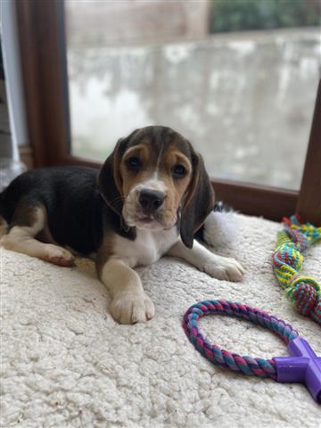 $500 : Beagle Puppies Available image 1