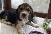 Beagle Puppies Available en Miami