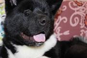 $1000 : Akita puppies thumbnail