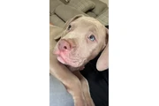 Perrito de 2 meses en Los Angeles