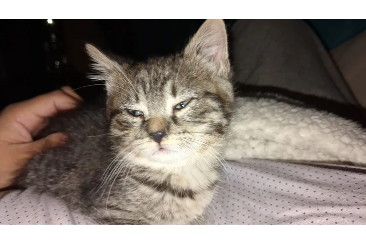 $200 : Gatitos brindle image 1