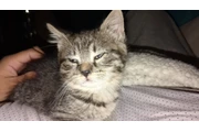 Gatitos en Los Angeles