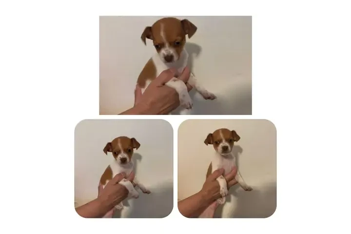 $550 : Hembra chihuahua mini image 1